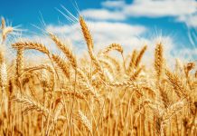 Modern Wheat and Magnesium