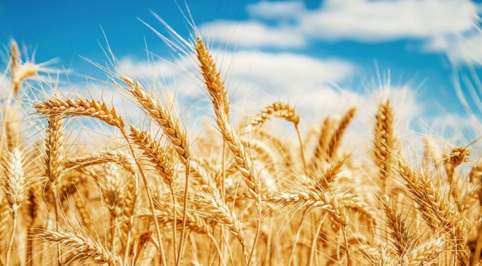 Modern Wheat and Magnesium