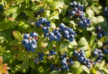 Wild Blueberries Improve Cognition in 7-10 year olds