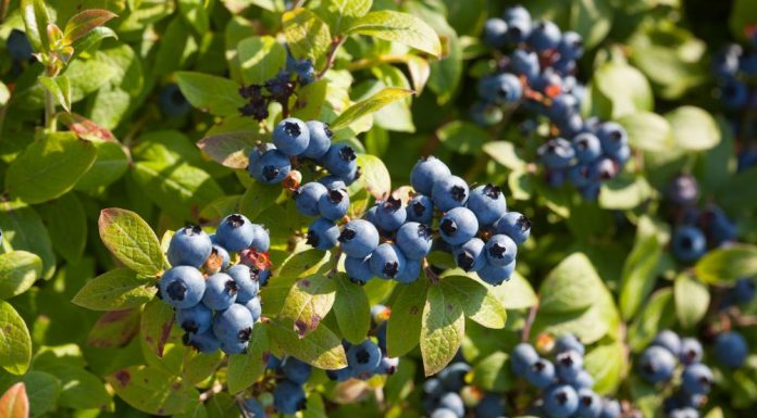 Wild Blueberries Improve Cognition in 7-10 year olds