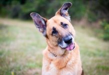 How do your words sound to a dog?