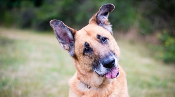 How do your words sound to a dog?