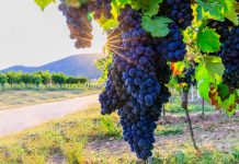 How Grape Skins Make Roads Safer