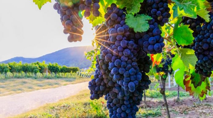 How Grape Skins Make Roads Safer