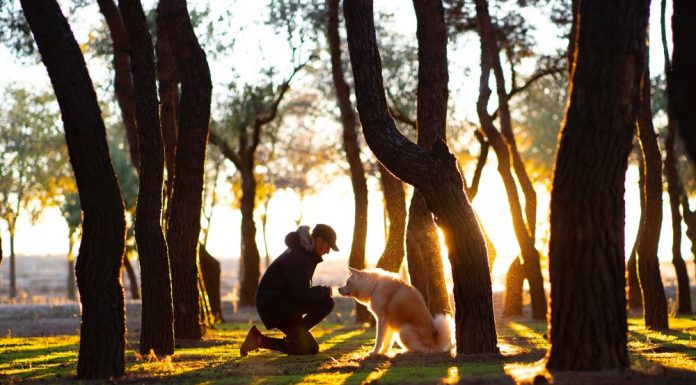 Man’s Best Friend Helps You Live Longer