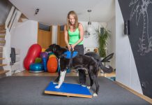 Ways to Manage Your Dog's Arthritis