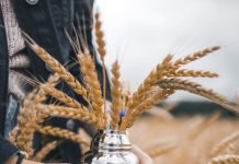 Is Wheat Really Different Today?