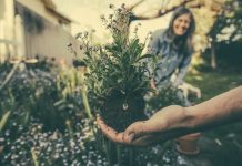 What Plants Can Do for Seniors