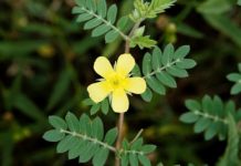 Tribulus terrestris: History, Benefits, Uses & Side Effects