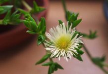Kanna (Sceletium tortuosum)