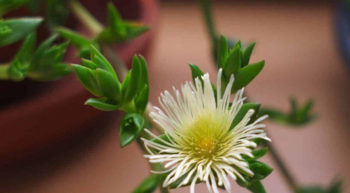 Kanna (Sceletium tortuosum)