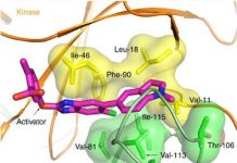 5 Benefits of the AMPK Activator Enzyme