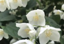 Jasmine Essential Oil–History, Benefits & Uses