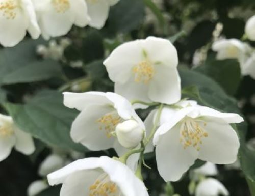 Jasmine Essential Oil–History, Benefits & Uses