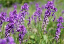 Polygala tenuifolia (Yuan Zhi) in Traditional Chinese Medicine: Benefits, History, Uses, and Side Effects
