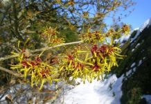 Witch Hazel